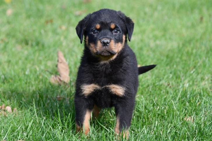 Rottweiler pups te koop - Beide ouders aanwezig, Dieren en Toebehoren, Honden | Bulldogs, Pinschers en Molossers, Meerdere dieren