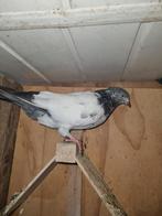 Pakistan hoogvliger, Dieren en Toebehoren