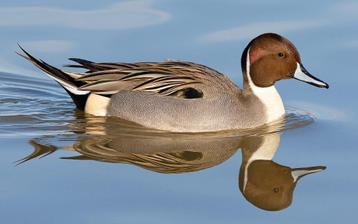 Canard d'ornement  beschikbaar voor biedingen