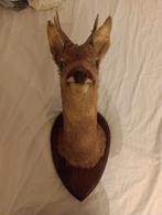 Opgezet hert Bieden, Antiek en Kunst, Ophalen of Verzenden