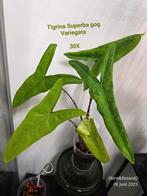 Alocasia Tigrina Superba gog Variegata, Ophalen of Verzenden
