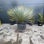 Yucca rostrata!, Tuin en Terras, Ophalen of Verzenden