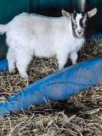 2 micros à chèvres nains, Animaux & Accessoires, Femelle, Chèvre, 0 à 2 ans