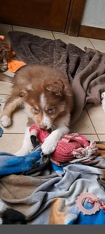 Lieve border collie pup reutje ouders aanwezig op boerderij beschikbaar voor biedingen