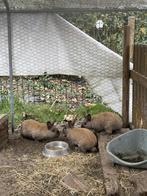 Dwergkonijntjes te koop, Dieren en Toebehoren, Konijnen, Meerdere dieren, Dwerg, 0 tot 2 jaar