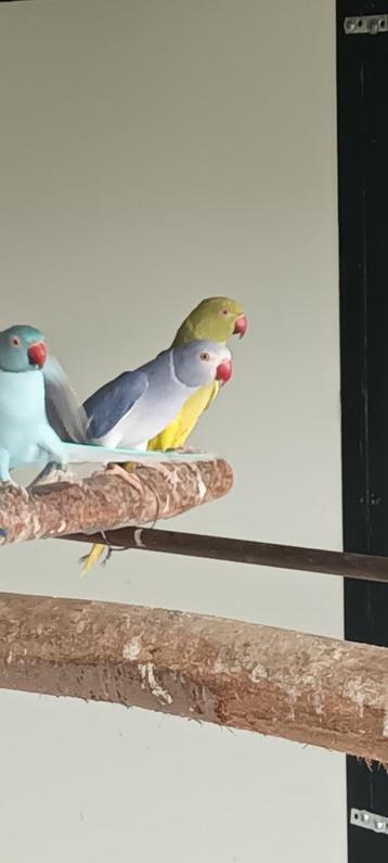 halsbanden, halsbandparkieten beschikbaar voor biedingen