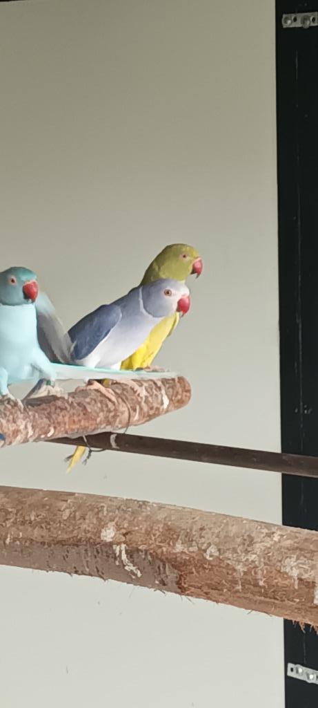 halsbanden, halsbandparkieten, Dieren en Toebehoren, Vogels | Parkieten en Papegaaien, Parkiet