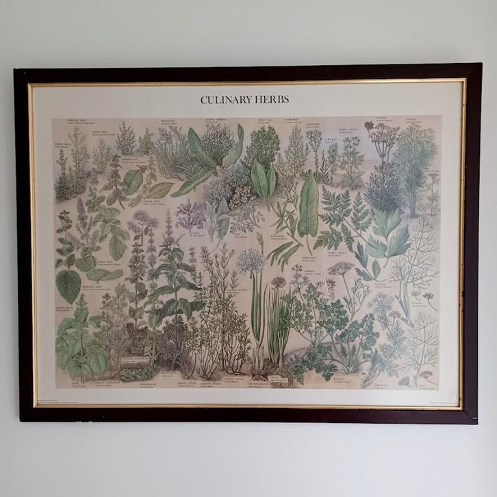 Botanische poster.  (1976) ‘Culinary Herbs’British Museum., Antiek en Kunst, Antiek | Schoolplaten, Natuur en Biologie, Ophalen of Verzenden