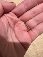 Nimfen wandelende tak, Tuin en Terras, Ophalen