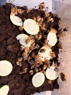 Escargots géant d Afrique