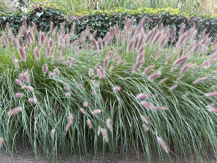 Pennisetum Alopecuroides Japonicum/Hameln., Tuin en Terras, Planten | Tuinplanten, Vaste plant, Siergrassen, Volle zon, Zomer