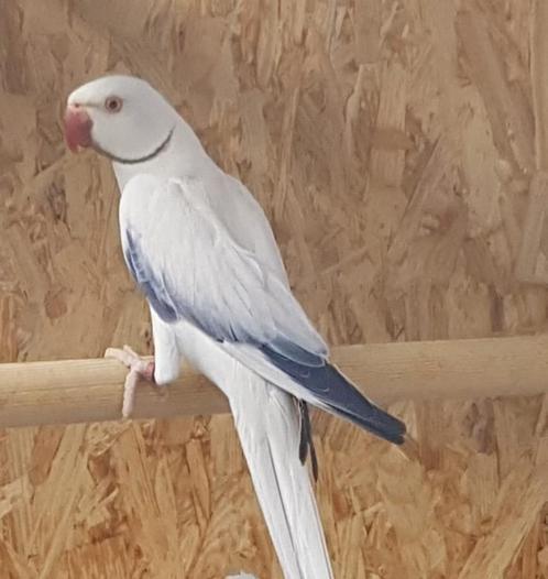 Halsbandparkieten in verschillende kleuren, Animaux & Accessoires, Oiseaux | Perruches & Perroquets