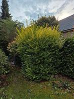 Tuinman, klein tuinonderhoud, Ophalen of Verzenden