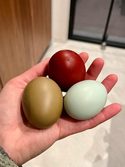 Olive egger F1 broedeieren, Dieren en Toebehoren, Pluimvee
