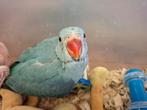 Blauwe baby halsbandparkiet, Animaux & Accessoires, Oiseaux | Perruches & Perroquets