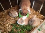 Baby hangoortjes, September
