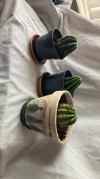 3 cactus, Maison & Meubles, Cactus