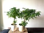 Kamerplant Schefflera arboricola +- 70cm hoog, Ophalen of Verzenden