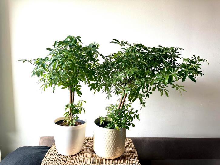 Kamerplant Schefflera arboricola +- 70cm hoog, Huis en Inrichting, Kamerplanten, Ophalen of Verzenden