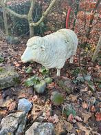 Groot schaap voor in de tuin, Enlèvement
