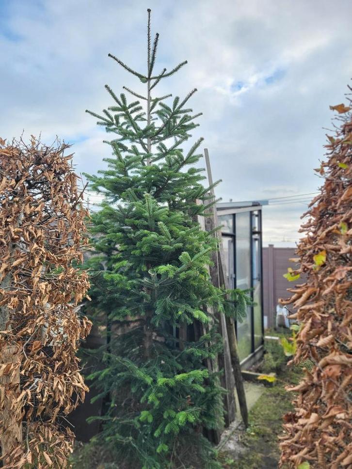 Grote nordmann kerstboom, Jardin & Terrasse, Plantes | Arbres, Enlèvement