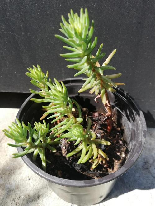 Echange ou vend boutures de Sédum rupestre, Tuin en Terras, Planten | Tuinplanten, Vaste plant, Bodembedekkers, Volle zon, Zomer