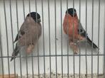 Overjaars koppel noordse goudvink, Dieren en Toebehoren, Geringd
