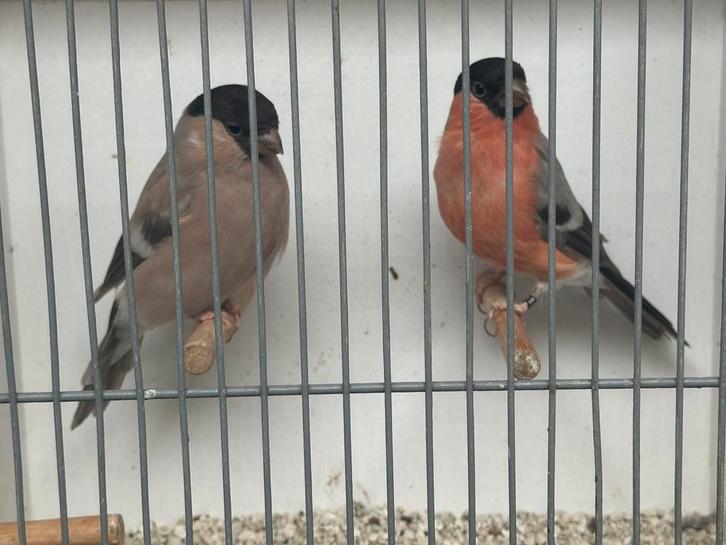 Overjaars koppel noordse goudvink, Dieren en Toebehoren, Vogels | Overige Vogels, Geringd