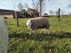 Texel ram te koop, Dieren en Toebehoren, Schapen, Geiten en Varkens, Mannelijk, Schaap, 0 tot 2 jaar