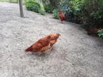 Legkippen, Dieren en Toebehoren, Pluimvee