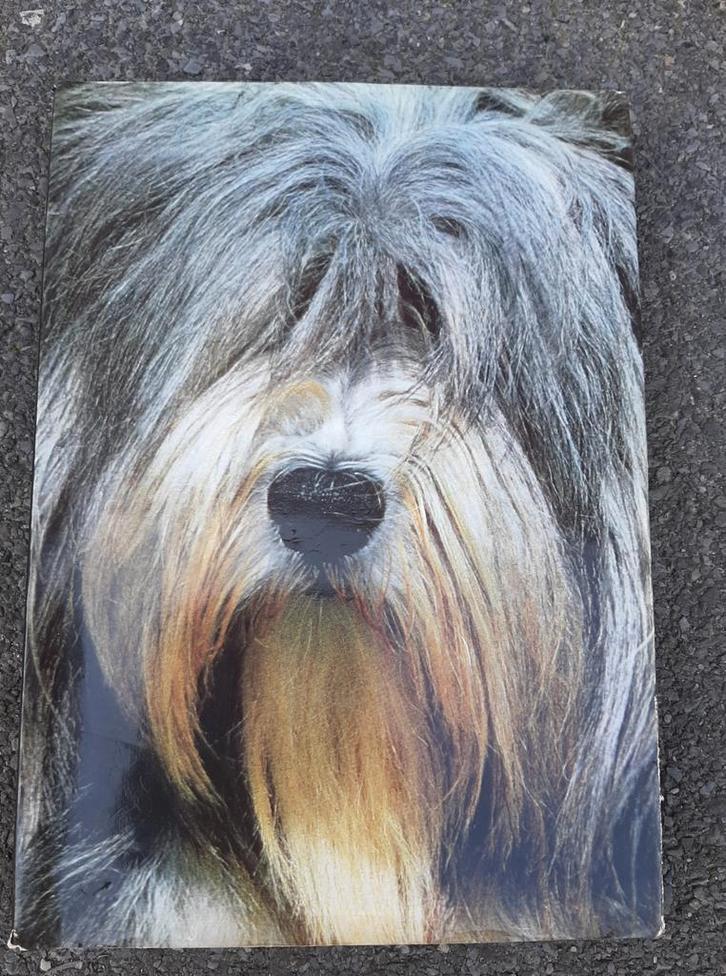 Boeken over huisdieren deel 2 : hond / vissen / kat / ..., Livres, Animaux & Animaux domestiques, Comme neuf, Poissons, Enlèvement ou Envoi