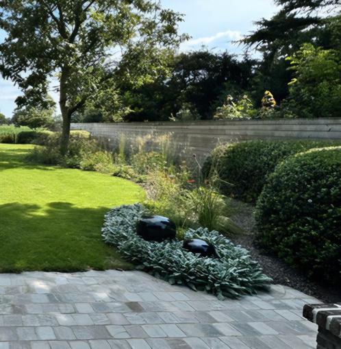 Ezelsoor = gemakkelijke wintergroene bodembedekker, Tuin en Terras, Planten | Tuinplanten, Vaste plant, Bodembedekkers, Volle zon