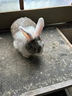 Konijn rammelaar, Dieren en Toebehoren, Konijnen, Mannelijk, Klein, 0 tot 2 jaar