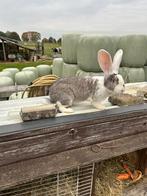 Duitse reus te koop! (Rammelaar), Dieren en Toebehoren, Konijnen, Mannelijk, Groot, 0 tot 2 jaar