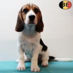 Lieve Beagle-puppy’s te koop, Dieren en Toebehoren, België, Beagle, 15 weken tot 1 jaar, Handelaar