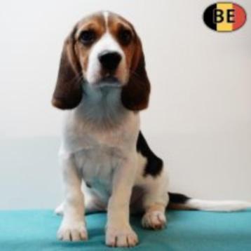 Lieve Beagle-puppy’s te koop beschikbaar voor biedingen