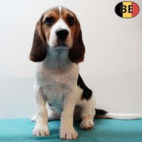 Lieve Beagle-puppy’s te koop, Dieren en Toebehoren, Honden | Beagles, Bassets en Lopende honden, Meerdere dieren, Beagle, Handelaar