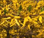 Forsythia  plusieurs tailles ., Tuin en Terras, Ophalen of Verzenden