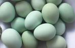 Legbar crème, différentes couleurs, bleu/vert, œuf, Poule ou poulet, Femelle