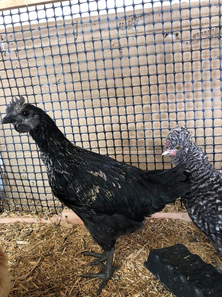 Gratis haantjes, Animaux & Accessoires, Volatiles