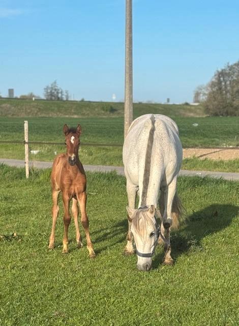 PRE Veulen, Dieren en Toebehoren, Paarden, Hengst, Niet van toepassing, 165 tot 170 cm, 0 tot 2 jaar, Dressuurpaard, Met stamboom