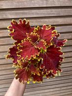 Coleus / siernetel Crown Jewel, Huis en Inrichting, Kamerplanten, Ophalen of Verzenden