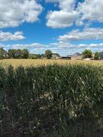 Maispakken, Dieren en Toebehoren, Stalling, 4 paarden of pony's of meer