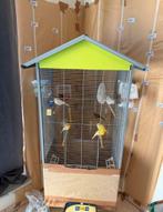 Kanaries te koop (11) met kooi, Enlèvement, Comme neuf