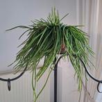 Très grande plante suspendue sans pot, Enlèvement