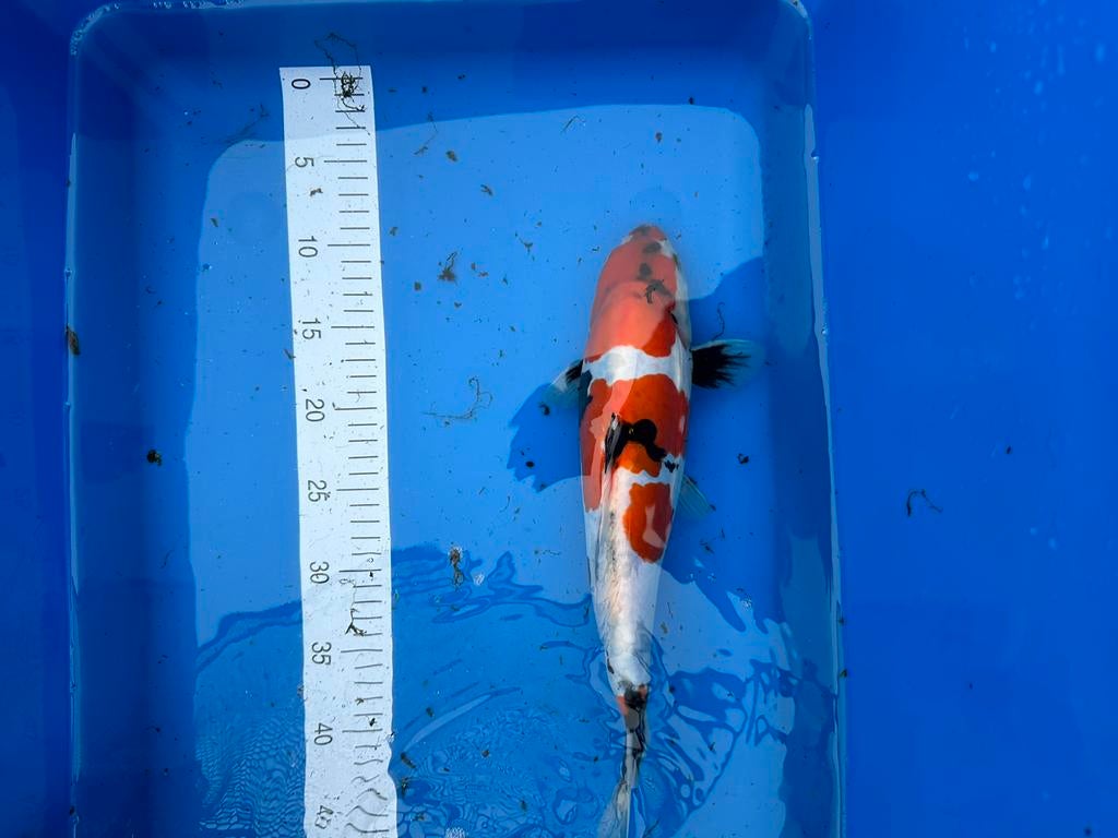 Koi japonais, Animaux & Accessoires, Poissons | Poissons d'étang, Carpe ou Koï