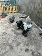 Broedeieren brahma zilver patrijs, Dieren en Toebehoren, Pluimvee