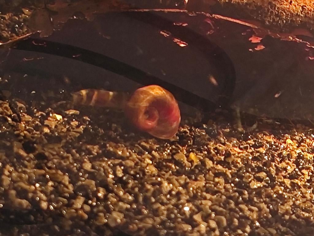 Posthoornslak, Ophalen, Nieuw, Overige typen