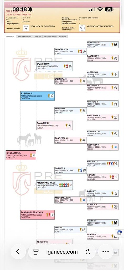 PRE merrie, DRACHTIG 2026, Dieren en Toebehoren, Hengst