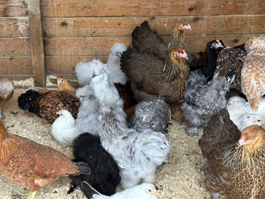 Zijdehoenders verschillende kleuren, Dieren en Toebehoren